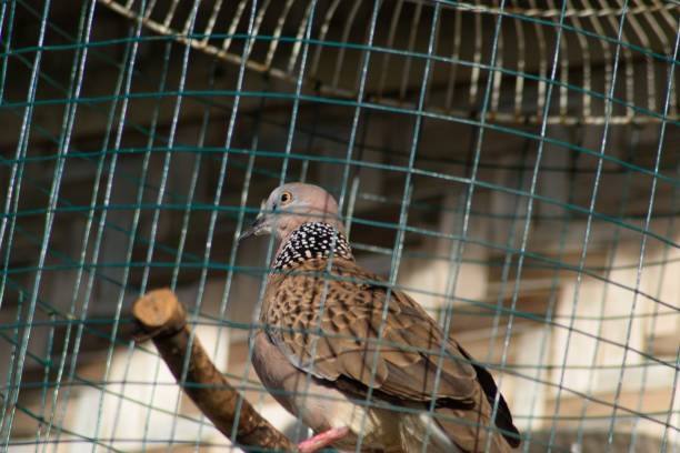 pigeon net installation service in Kathmandu