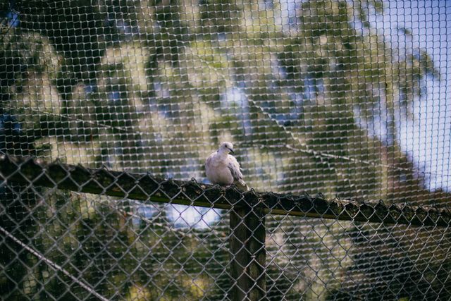 pigeon net installation