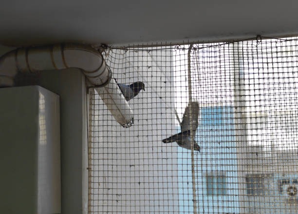 installation of pigeon net